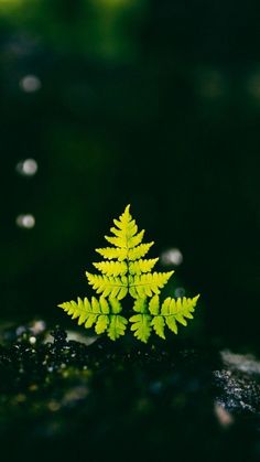 a small green tree sitting on top of a rock