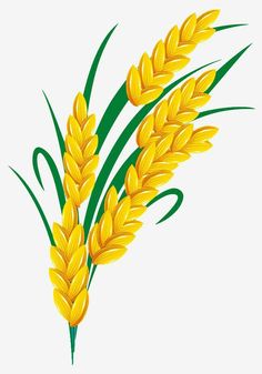 a bunch of yellow wheat on a white background