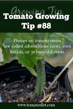 a tomato plant with the words growing tips tip 8 bumps on tomato stems are called adventures roots, too