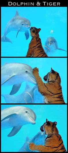 two pictures of dolphins and a tiger in the water with their tails touching each other