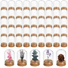 a set of twelve glass jars filled with plants and rocks