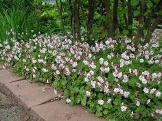 pink and white flowers growing on the side of a road