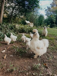 a group of white chickens standing on top of a grass covered field next to trees