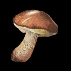 a drawing of a mushroom on a black background