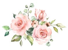 watercolor pink roses with green leaves and buds on white background, hand drawn illustration