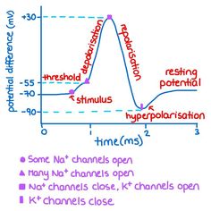 a diagram showing the phases of an experiment