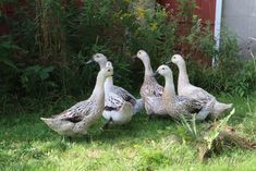 four ducks are walking around in the grass