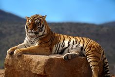 a large tiger laying on top of a rock next to a mountain covered in trees