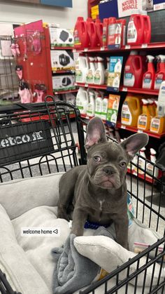 a dog is sitting in a shopping cart