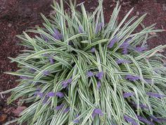 purple flowers are blooming in the middle of a planter's flower bed