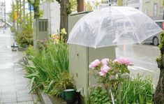 a clear umbrella sitting on the side of a road next to some plants and flowers