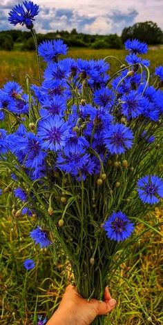 a hand holding blue flowers in a field