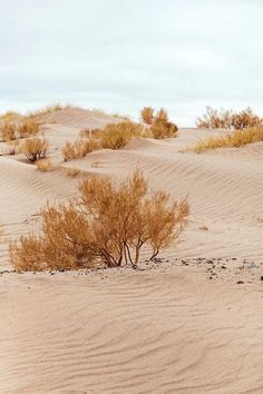 two giraffes are standing in the desert