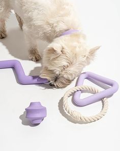 a small white dog playing with purple toys