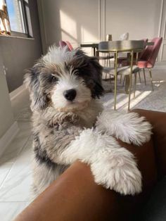 a dog sitting on top of a couch in a living room