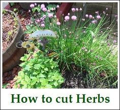 the words how to cut herbs are in front of some flowers and other plant life