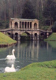 two swans swimming in the water near a bridge