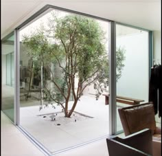 a room with glass walls and a tree in the middle, looking out onto an outside patio