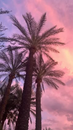 palm trees are silhouetted against a pink and blue sky with clouds in the background