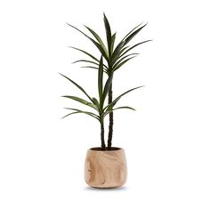 a plant in a wooden pot on a white background