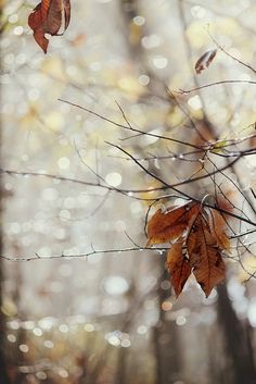 some leaves are hanging from a branch in the woods with bokeh behind them