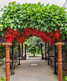 an archway covered in red flowers and greenery