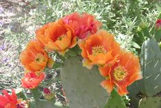 an orange and red flowered cactus with green leaves