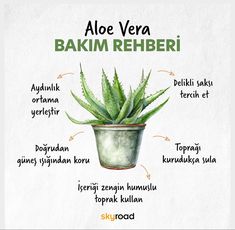 an aloe ver bakim rehberi is shown in this illustration