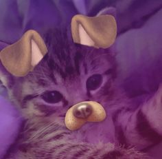 a kitten laying down with a fake nose on it's face and wearing ears