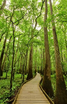 a wooden walkway in the middle of a forest