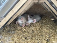 two small pigs are laying in the hay under a roof that is made out of wood planks