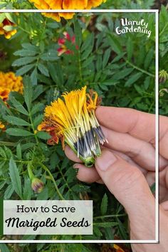 a hand holding a yellow flower with the words how to save managed seeds