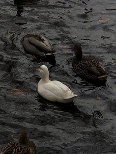 three ducks are swimming in the water together