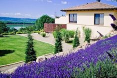 the house is surrounded by purple flowers and lavender bushes in front of it, along with an expansive lawn