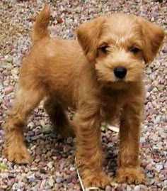 a small brown dog standing on top of a pile of rocks