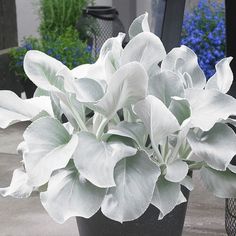 some white flowers in a black pot on the ground