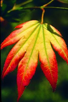 a red and yellow leaf hanging from a tree