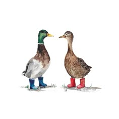 two ducks are standing next to each other