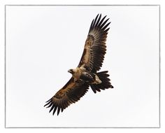 a large bird flying in the sky with its wings spread