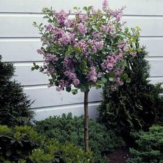 a bush with purple flowers in front of a house