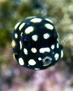 a black and white fish with spots on it's body