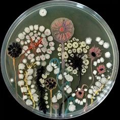 a glass plate filled with lots of different types of flowers