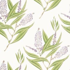 lavender flowers and green leaves on a white background wallpaper design for the home or office