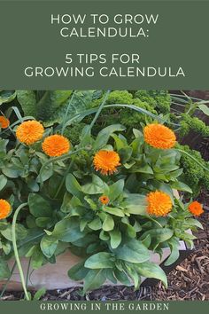 a garden with orange flowers and green plants in the background text reads how to grow calenula 5 tips for growing calenua