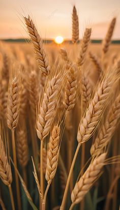 the sun is setting over a field of ripe wheat ready to be picked from the fields