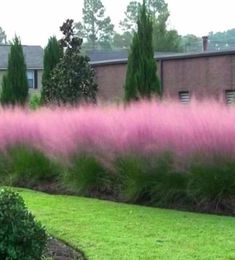 pink grass in front of a brick building