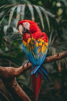 a colorful parrot sitting on top of a tree branch