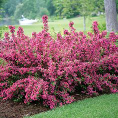 purple flowers are blooming in the garden