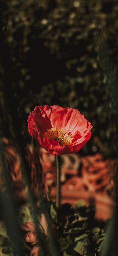 a single red flower sitting in the middle of some plants