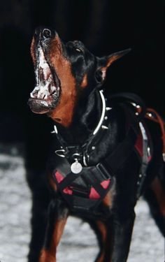 a black and brown dog with its mouth open